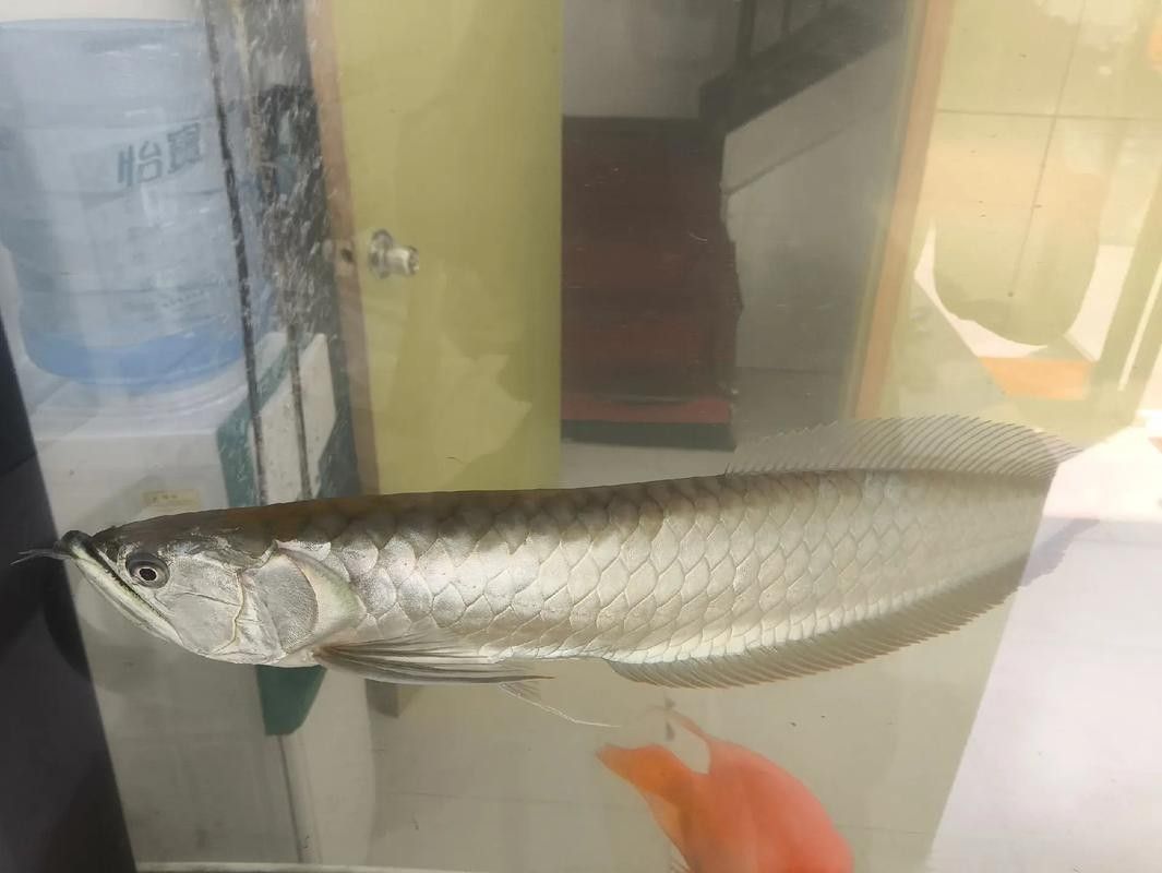 銀龍魚長(zhǎng)大的樣子