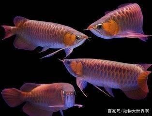 龍魚水溫31度可以嗎（龍魚的適宜水溫是多少）
