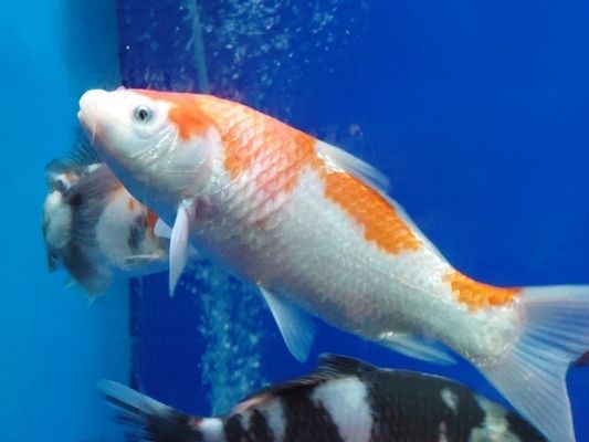 紅龍魚(yú)炸鱗怎么辦：紅龍魚(yú)炸鱗是一種常見(jiàn)的問(wèn)題，紅龍魚(yú)炸鱗的急救措施
