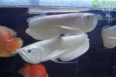 金龍魚的品種有哪些，金龍魚品種飼料選擇