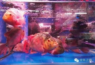 金龍魚的品種有哪些，金龍魚品種飼料選擇