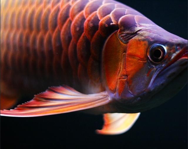 紅龍魚小時候吃什么（紅龍魚吃什么最好）