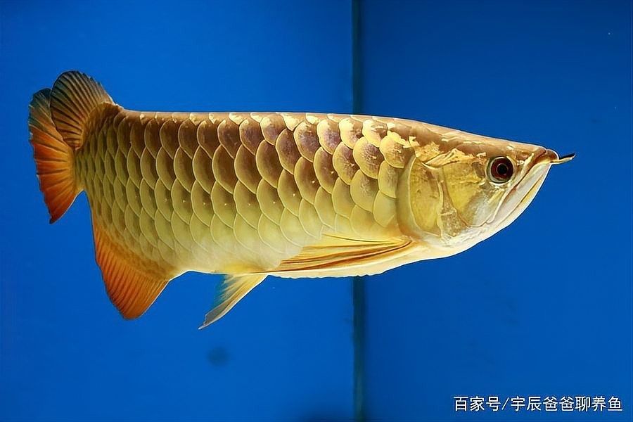 高背金龍魚怎么養才能長大呢