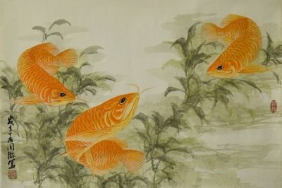 金龍魚的由來和歷史（金龍魚在自然界有著悠久的歷史和豐富的歷史和文化背景）