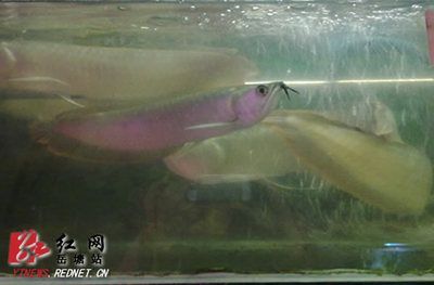 怎么養出大胸鰭龍魚（養出大胸鰭龍魚需要注意哪些問題？）