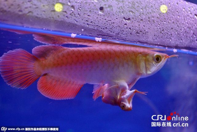 怎么養出大胸鰭龍魚（養出大胸鰭龍魚需要注意哪些問題？）