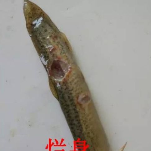 魚身上潰爛的原因