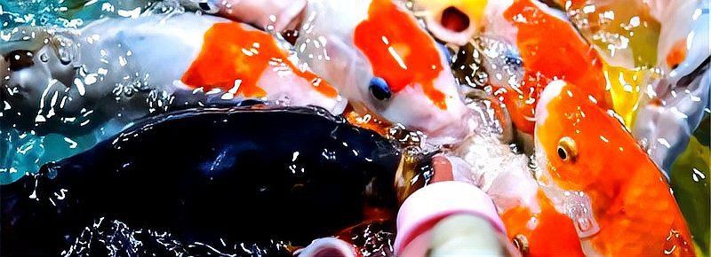 魚身上潰爛的原因