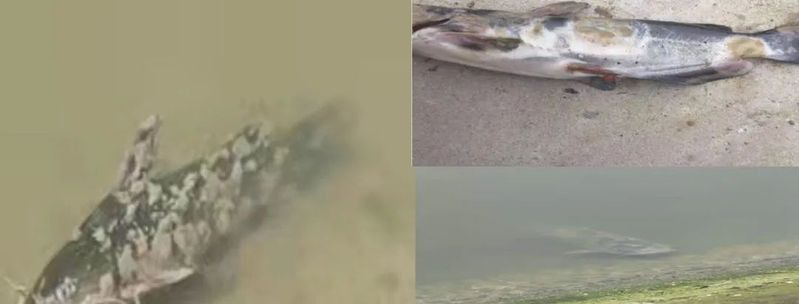 魚身上潰爛的原因