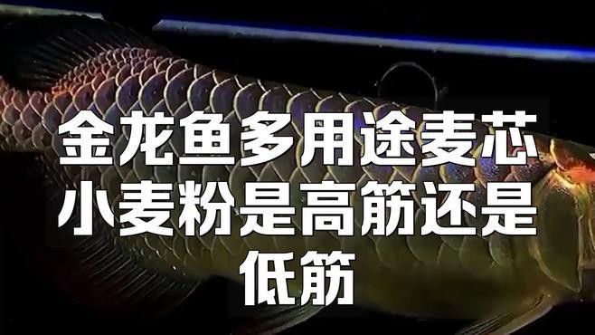 金龍魚多用途麥芯粉圖片