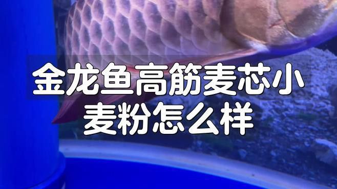 金龍魚多用途麥芯粉圖片
