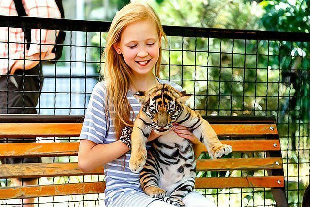 老虎會保護主人嗎