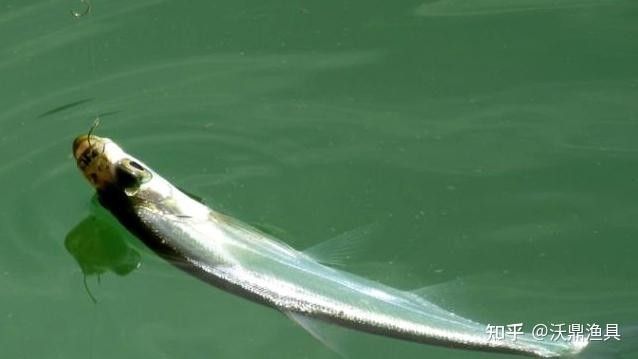 龍魚翹嘴還是平嘴好釣魚