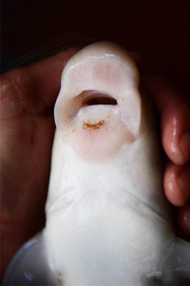 龍魚翹嘴還是平嘴好釣魚