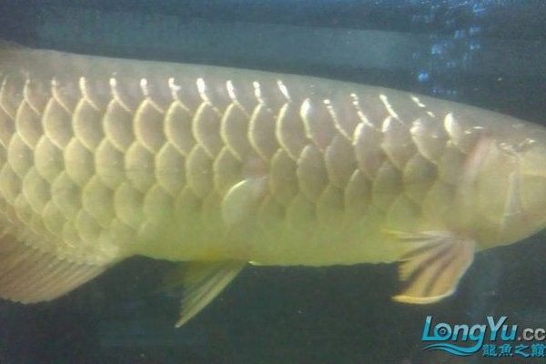 龍魚突然撞缸,鱗片掉了一塊 龍魚突然撞缸,鱗片掉了一塊 龍魚百科 第3張