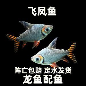 龍魚配魚泰國鯽養幾個合適（泰國鯽魚與龍魚混養需要注意一些問題，需要注意一些問題）