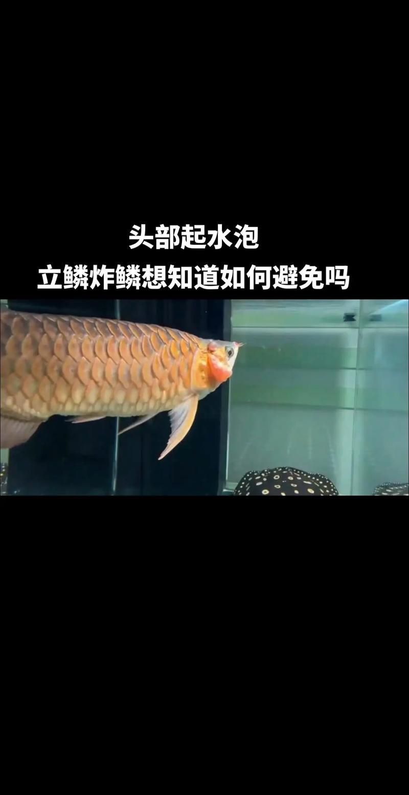 龍魚溶鱗初期圖片 龍魚溶鱗初期圖片 龍魚百科 第12張