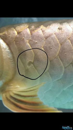 龍魚溶鱗初期圖片 龍魚溶鱗初期圖片 龍魚百科 第22張