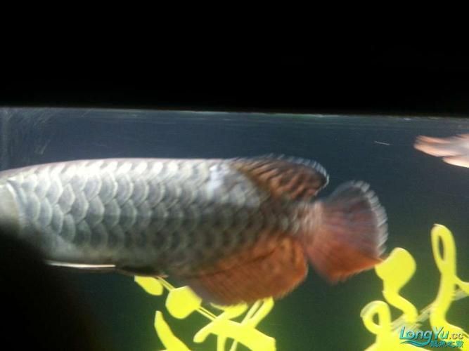 龍魚溶鱗初期圖片 龍魚溶鱗初期圖片 龍魚百科 第23張