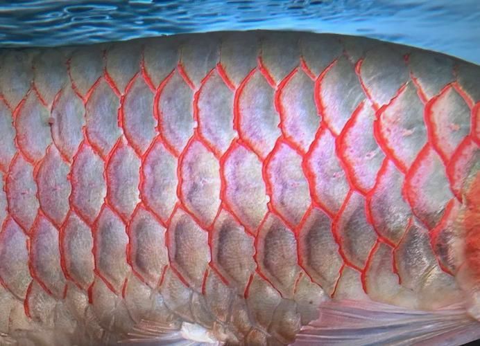 龍魚溶鱗初期圖片 龍魚溶鱗初期圖片 龍魚百科 第26張