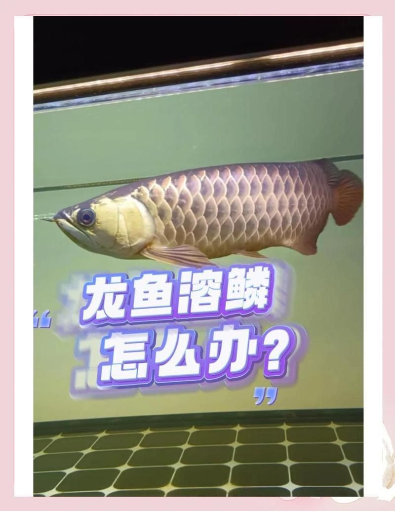 龍魚溶鱗初期圖片 龍魚溶鱗初期圖片 龍魚百科 第29張