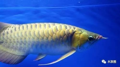 龍魚水霉菌怎么治療？：龍魚水霉菌怎么治療