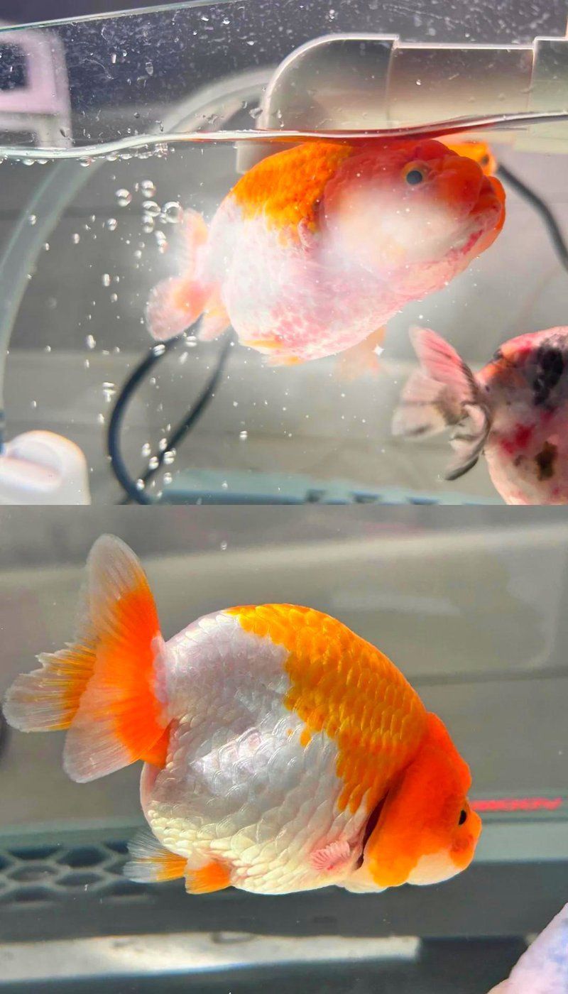 龍魚交叉感染怎么治療