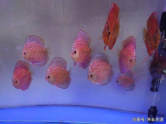 龍魚交叉感染怎么治療