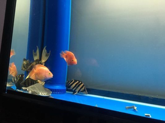 龍魚虎魚混養用什么底色好看：龍魚與虎魚混養時選擇何種底色背景龍魚虎魚混養飼料推薦