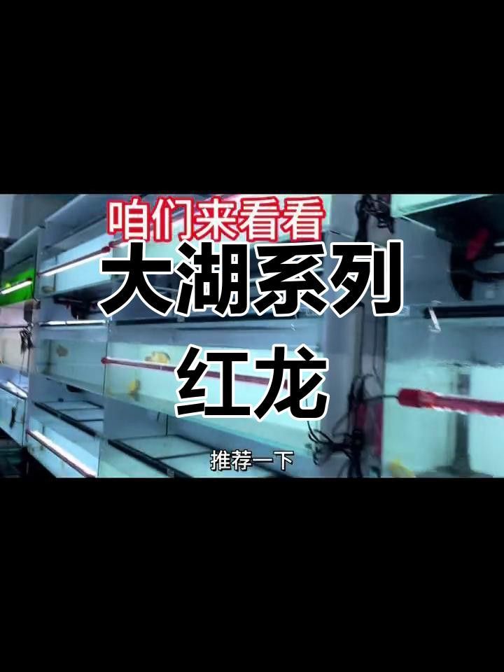 紅龍品種中哪個最好養？