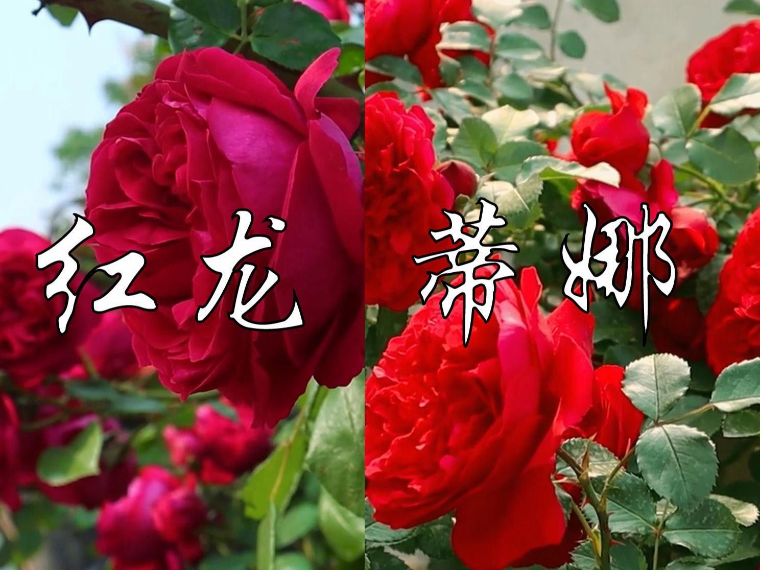 紅龍品種中哪個最好養？