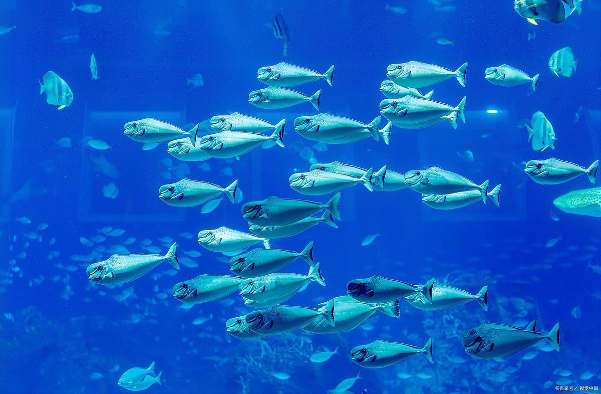 金龍魚白眼病治療幾天可以喂食