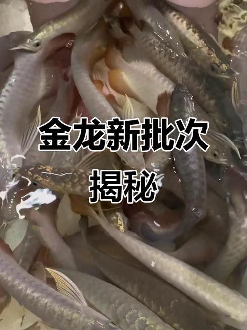 藍色金龍魚價格多少一條