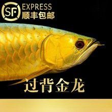 藍色金龍魚價格多少一條