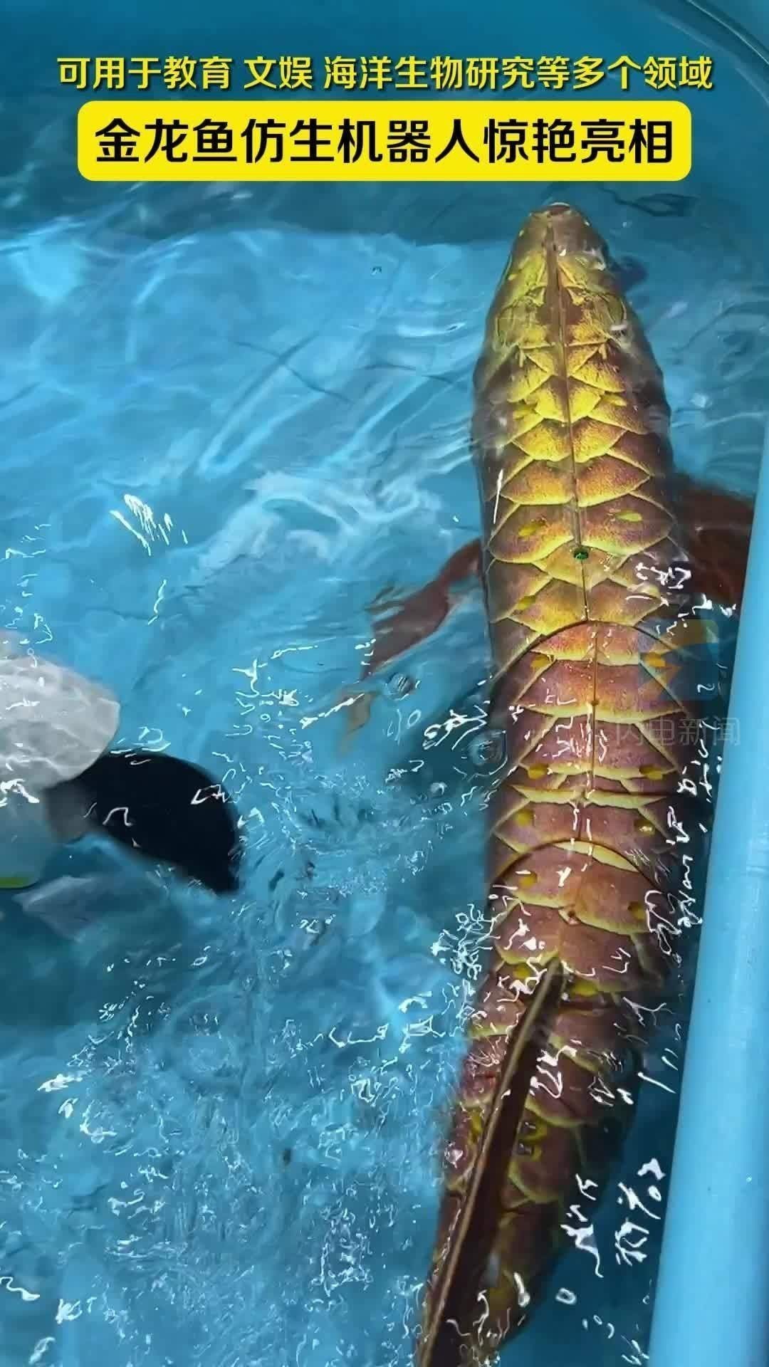 金龍魚仿生機器人技術進展如何？