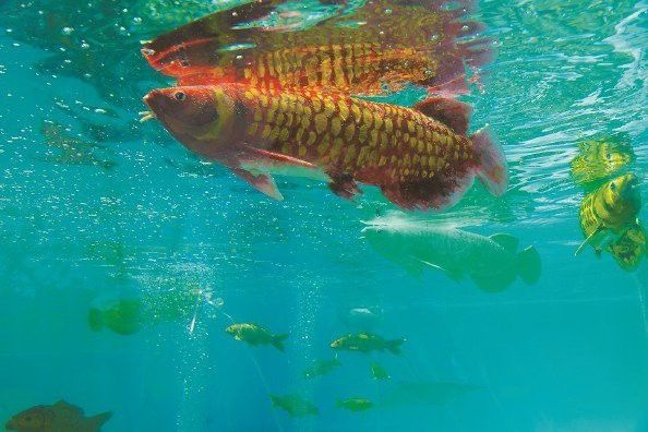 金龍魚仿生機器人技術進展如何？