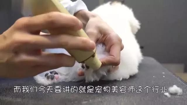 龍魚掉眼手術費用大概是多少？