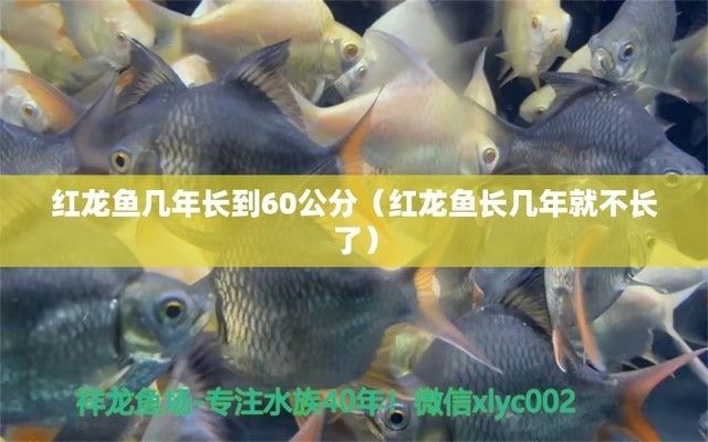 紅龍魚成長（紅龍魚成長周期受到多種因素影響，紅龍魚長壽飼養技巧分享）