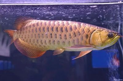 龍魚的飼養(yǎng)與觀賞作文三年級(jí)上冊(cè)