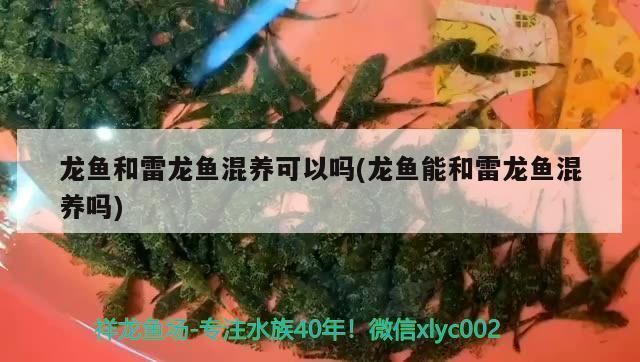 龍魚與雷龍混養：龍魚與雷龍混養的注意事項
