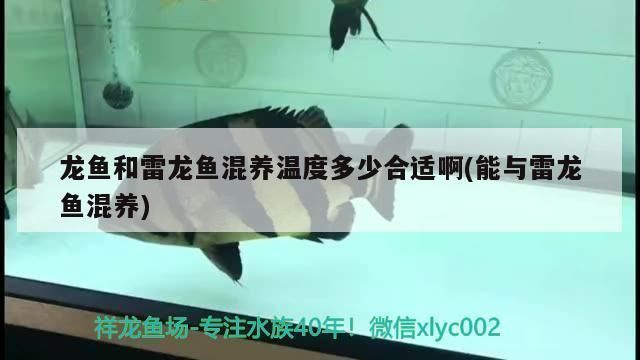 龍魚與雷龍混養：龍魚與雷龍混養的注意事項