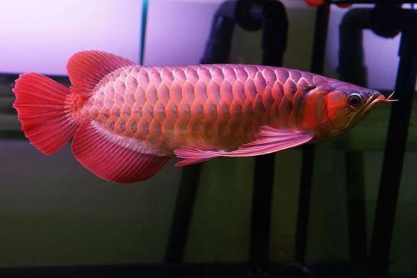 龍魚鱗上有白點為什么不能吃：龍魚鱗上有白點為什么不能吃龍魚鱗上有白點為什么不能吃