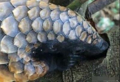 龍魚鱗上有白點為什么不能吃：龍魚鱗上有白點為什么不能吃龍魚鱗上有白點為什么不能吃