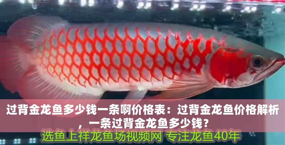 過背金龍魚多少錢一條啊價格表：過背金龍魚價格解析，一條過背金龍魚多少錢？