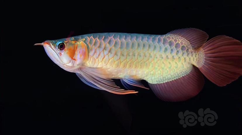 龍魚中的大湖魚是什么意思啊：大湖魚的市場價格如何？