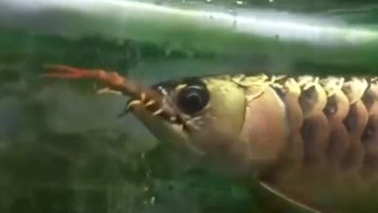 金龍魚可以喂紅蟲嗎：金龍魚可以喂紅蟲嗎，可以喂紅蟲嗎