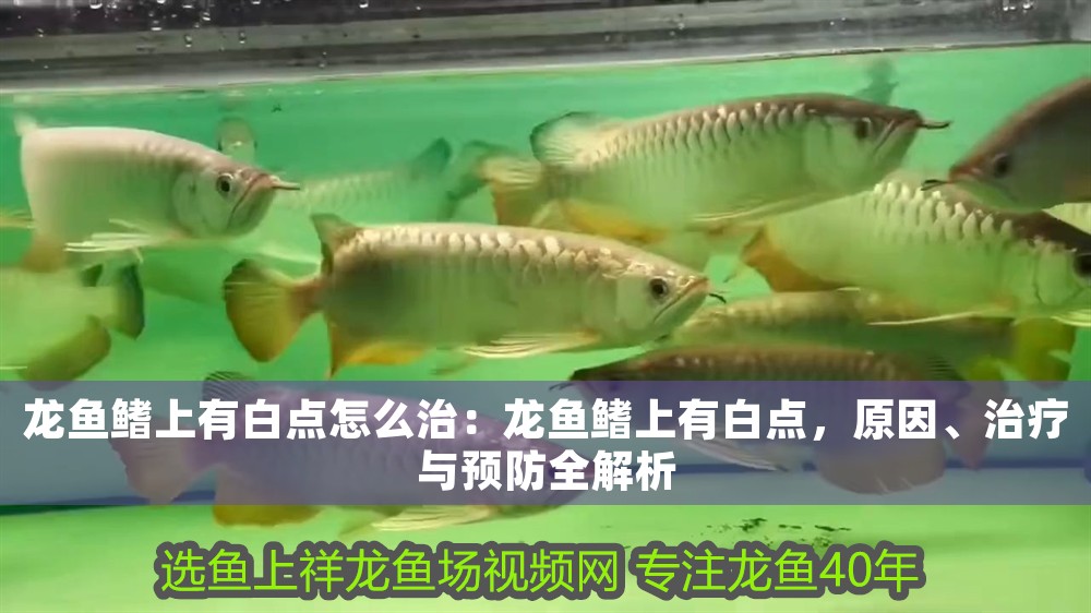 龍魚鰭上有白點怎么治：龍魚鰭上有白點，原因、治療與預防全解析