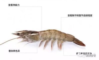 龍魚吃的蝦和人類吃的蝦一樣嗎？：龍魚吃的蝦和人類吃的蝦一樣嗎龍魚吃的蝦和人類吃的蝦一樣嗎