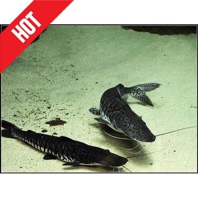 龍魚吃鴨子的視頻：關于龍魚吃鴨子的視頻