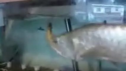 龍魚吃鴨子的視頻：關于龍魚吃鴨子的視頻